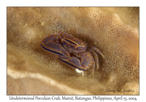 1171#0009 Aliaporcellana sp 5 - Undetermined Porcelain Crab, Mainit, Batangas, Philippines, April 15, 2004