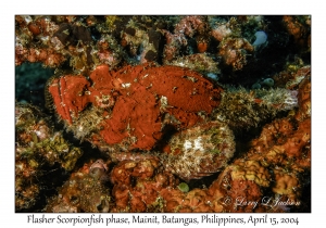 1171#0038 Scorpaenopsis macrochir - Flasher Scorpionfish phase, Mainit, Batangas, Philippines, April 15, 2004
