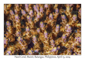 1171#0044 Acropora willisae - Hard Coral, Mainit, Batangas, Philippines, April 15, 2004