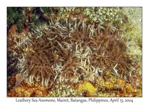 1171#0045 Radianthus crispa - Leathery Sea Anemone, Mainit, Batangas, Philippines, April 15, 2004