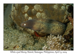 1171#0072 Gymnothorax thyrsoideus - White-eyed Moray, Mainit, Batangas, Philippines, April 15, 2004