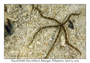 1172#0088 Ophiomastix flaccida - Flaccid Brittle Star, Arthur's, Batangas, Philippines, April 15, 2004