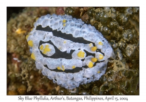 1172#0091 Phyllidia coelestis - Sky Blue Phyllidia, Arthur's, Batangas, Philippines, April 15, 2004