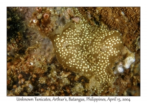 1172#0097 Unknown Tunicate, Arthur's, Batangas, Philippines, April 15, 2004
