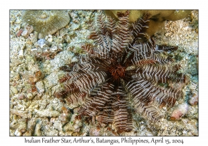 1172#0107 Stephanometra indica - Indian Feather Star, Arthur's, Batangas, Philippines, April 15, 2004