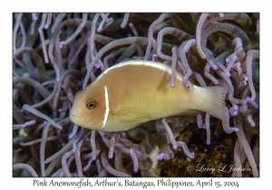 1172#0143 Amphiprion perideraion - Pink Anemonefish, Arthur's, Batangas, Philippines, April 15, 2004