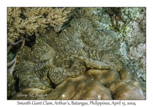 1172#0146 Tridacna derasa - Smooth Giant Clam, Arthur's, Batangas, Philippines, April 15, 2004