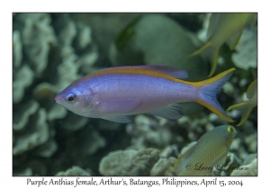 1172#0160 Pseudanthias tuka - Purple Anthias female, Arthur's, Batangas, Philippines, April 15, 2004