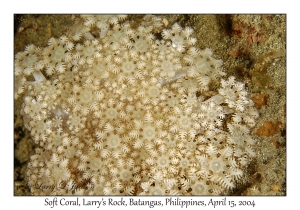 1173#0174 Anthelia sp - Soft Coral, Larry's Rock, Batangas, Philippines, April 15, 2004