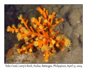 Tube Coral