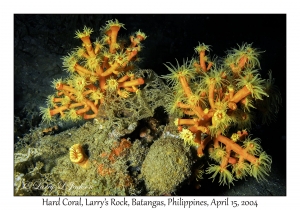 1173#0178 Eguchipsammia sp - Hard Coral, Larry's Rock, Batangas, Philippines, April 15, 2004