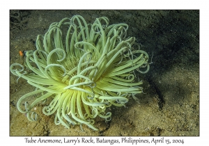 1173#0179 Cerianthus sp - Tube Anemone, Larry's Rock, Batangas, Philippines, April 15, 2004