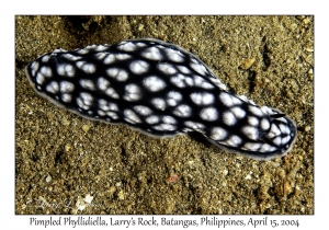 1173#0180 Phyllidiella pustulosa - Pimpled Phyllidiella, Larry's Rock, Batangas, Philippines, April 15, 2004