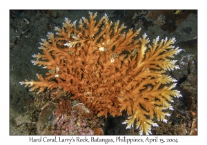 1173#0181 Acropora elegans - Hard Coral, Larry's Rock, Batangas, Philippines, April 15, 2004