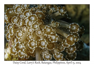 1173#0183 Alveopora tizardi - Daisy Coral, Larry's Rock, Batangas, Philippines, April 15, 2004
