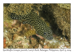 1173#0189 Epinephelus ongus - Speckledfin Grouper juv, Larry's Rock, Batangas, Philippines, April 15, 2004