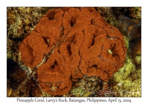 1173#0200 Blastomussa wellsi - Pineapple Coral, Larry's Rock, Batangas, Philippines, April 15, 2004