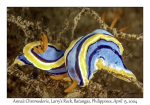 1173#0201 Chromodoris annae - Anna's Chromodoris, Larry's Rock, Batangas, Philippines, April 15, 2004