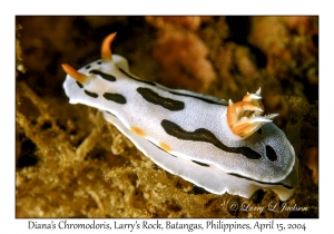 1173#0211 Chromodoris dianae - Diana's Chromodoris, Larry's Rock, Batangas, Philippines, April 15, 2004