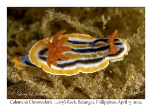 1173#0212 Chromodoris colemani - Coleman's Chromodoris, Larry's Rock, Batangas, Philippines, April 15, 2004