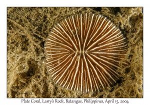 1173#0221 Cycloseris vaughani - Plate Coral, Larry's Rock, Batangas, Philippines, April 15, 2004