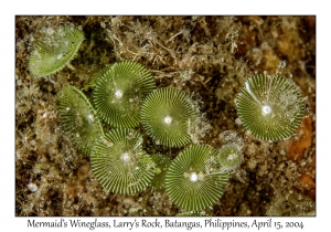 1173#0226 Acetabularia major - Mermaid's Wineglass, Larry's Rock, Batangas, Philippines, April 15, 2004