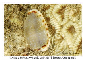 Eroded Cowrie