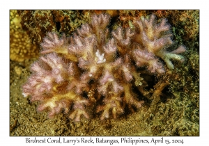 1173#0236 Pocillopora damicornis - Birdnest Coral, Larry's Rock, Batangas, Philippines, April 15, 2004