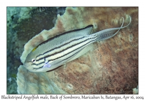 1174#0001 Genicanthus lamarck - Blackstriped Angelfish male, Back of Sombrero, Maricaban Is, Batangas, Philippines, April 16, 2004