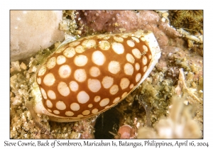 1174#0017 Cypraea cribaria - Sieve Cowrie, Back of Sombrero, Maricaban Is, Batangas, Philippines, April 16, 2004