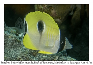 1174#0023 Chaetodon unimaculatus - Teardrop Butterflyfish juv, Back of Sombrero, Maricaban Is, Batangas, Philippines, April 16, 2004