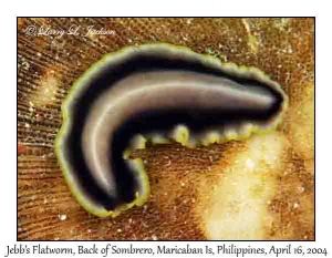 Jebb's Flatworm
