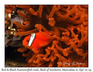 Red & Black Anemonefish male in Bubble-tip Sea Anemone