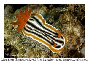 1175#0105 Chromodoris magnifica - Magnificent Chromodoris, Kirby's Rock, Maricaban Is, Batangas, Philippines, April 16, 2004