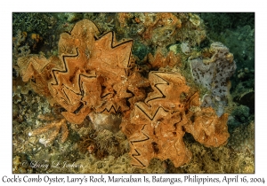 1176#0128 Lopha cristagalli - Cock's Comb Oyster, Larry's Rock, Batangas, Philippines, April 16, 2004