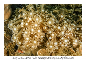 1176#0134 Alveopora tizardi - Daisy Coral, Larry's Rock, Batangas, Philippines, April 16, 2004
