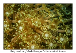 1176#0136 Alveopora tizardi - Daisy Coral, Larry's Rock, Batangas, Philippines, April 16, 2004