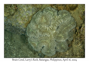 1176#0155 Lobophyllia flabelliformis - Brain Coral, Larry's Rock, Batangas, Philippines, April 16, 2004