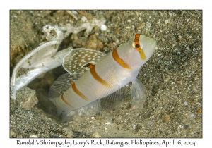 1176#0159 Amblyeleotris randalli - Randall's Shrimpgoby, Larry's Rock, Batangas, Philippines, April 16, 2004