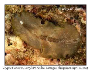 Cryptic Flatworm