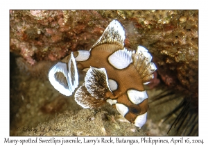 1176#0188 Plectorhinchus chaetodonoides - Many-spotted Sweetlips juv, Larry's Rock, Batangas, Philippines, April 16, 2004