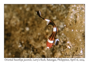 1176#0201 Plectorhinchus vittatus - Oriental Sweetlips juv, Larry's Rock, Batangas, Philippines, April 16, 2004