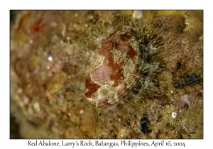 1176#0211 Haliotis clathrata - Red Abalone, Larry's Rock, Batangas, Philippines, April 16, 2004