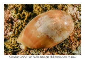 1177#0026 Cypraea carneola - Carnelian Cowrie, Twin Rocks, Batangas, Philippines, April 17, 2004