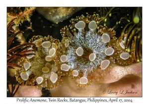 1177#0040 Triactis producta - Prolific Anemone, Twin Rocks, Batangas, Philippines, April 17, 2004