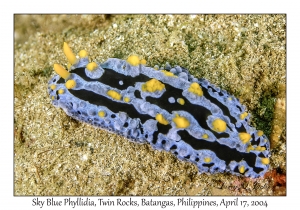1177#0049 Phyllidia coelestis - Sky Blue Phyllidia, Twin Rocks, Batangas, Philippines, April 17, 2004