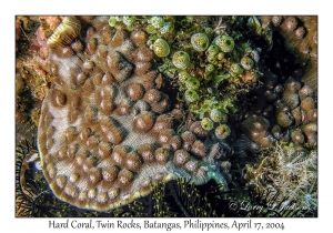 1177#0053 Mycedium elephantotus - Hard Coral, Twin Rocks, Batangas, Philippines, April 17, 2004
