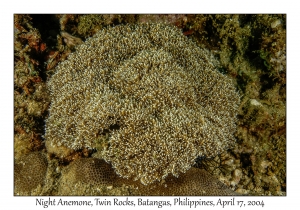 1177#0060 Phyllodiscus semoni - Night Anemone, Twin Rocks, Batangas, Philippines, April 17, 2004