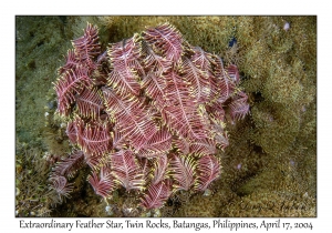 1177#0070 Comanthus mirabilis - Extraordinary Feather Star, Twin Rocks, Batangas, Philippines, April 17, 2004