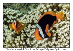 1177#0076 Amphiprion frenatus - Tomato Anemonefish, Twin Rocks, Batangas, Philippines, April 17, 2004